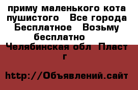 приму маленького кота пушистого - Все города Бесплатное » Возьму бесплатно   . Челябинская обл.,Пласт г.